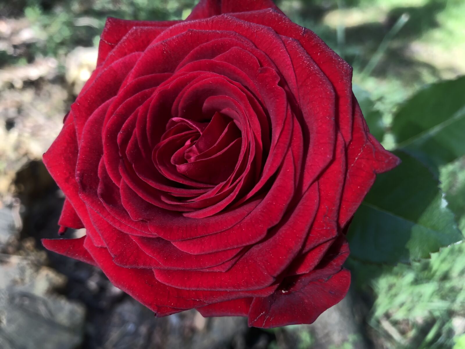 iPhone X back dual camera 4mm f/1.8 sample photo. Rose, flower, blossom photography