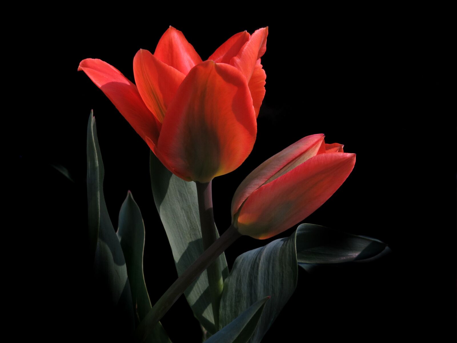 Canon PowerShot G15 sample photo. Tulip, red, black background photography