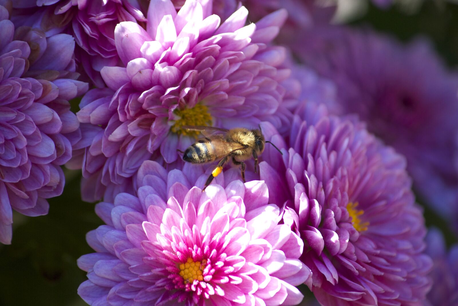 Canon EOS 550D (EOS Rebel T2i / EOS Kiss X4) sample photo. Honey bee, insect, macro photography
