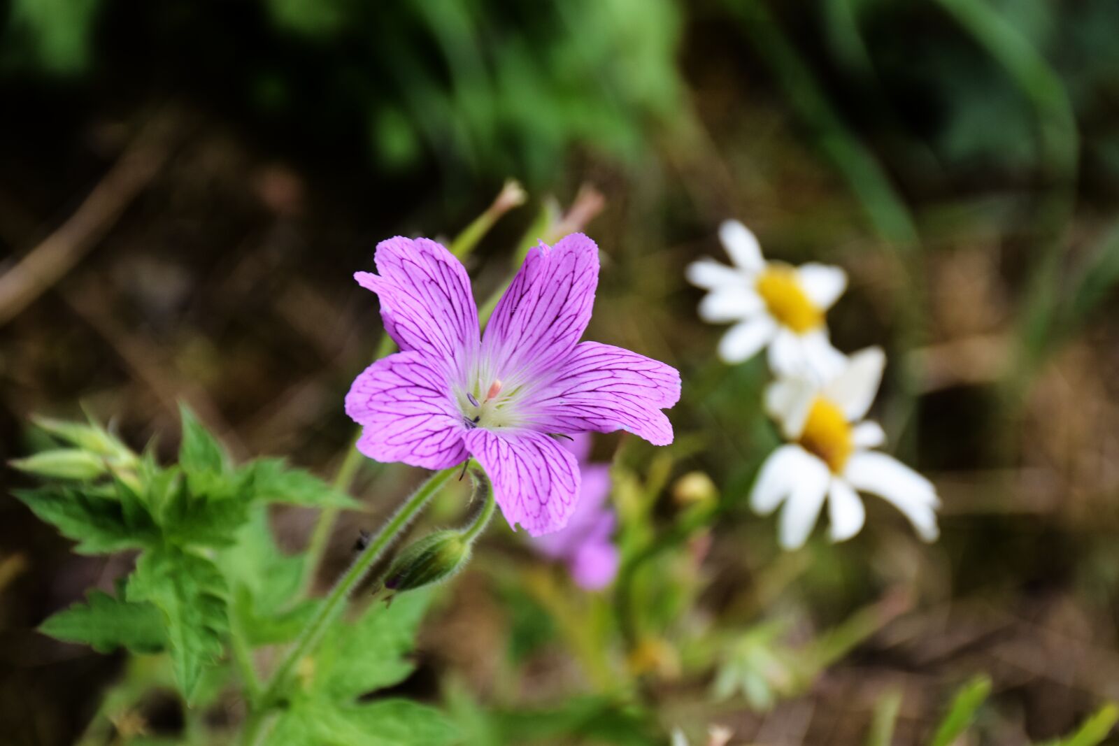 Nikon D7200 sample photo. Hardy geranium, cranesbill, perennials photography