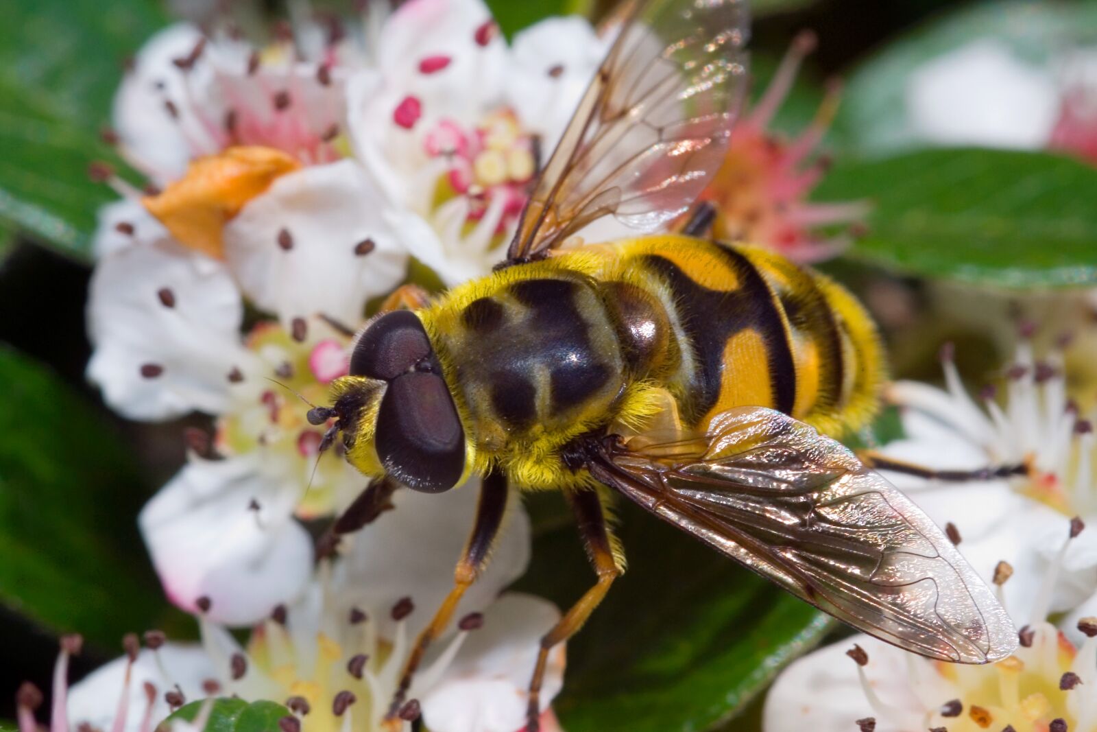 Canon EOS 350D (EOS Digital Rebel XT / EOS Kiss Digital N) sample photo. Episyrphus balteatus, macro, close photography