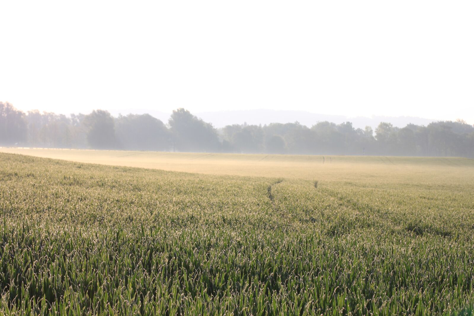 Canon EOS 500D (EOS Rebel T1i / EOS Kiss X3) sample photo. Field, green, landscape photography