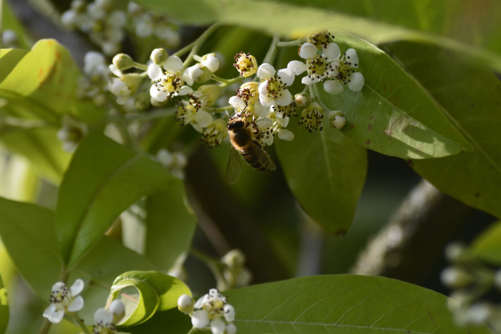 Nikon D7100 sample photo. Nature, plant, flower photography