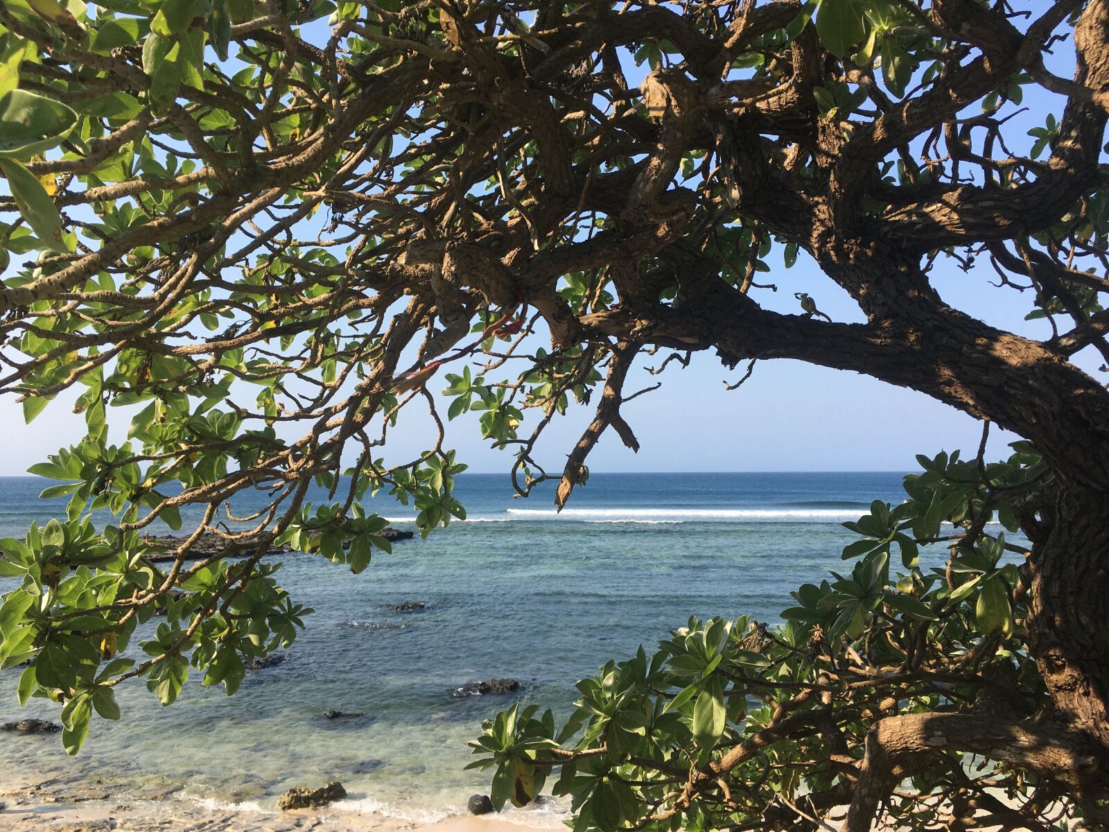 iPhone SE back camera 4.15mm f/2.2 sample photo. Tree at beach, holiday photography