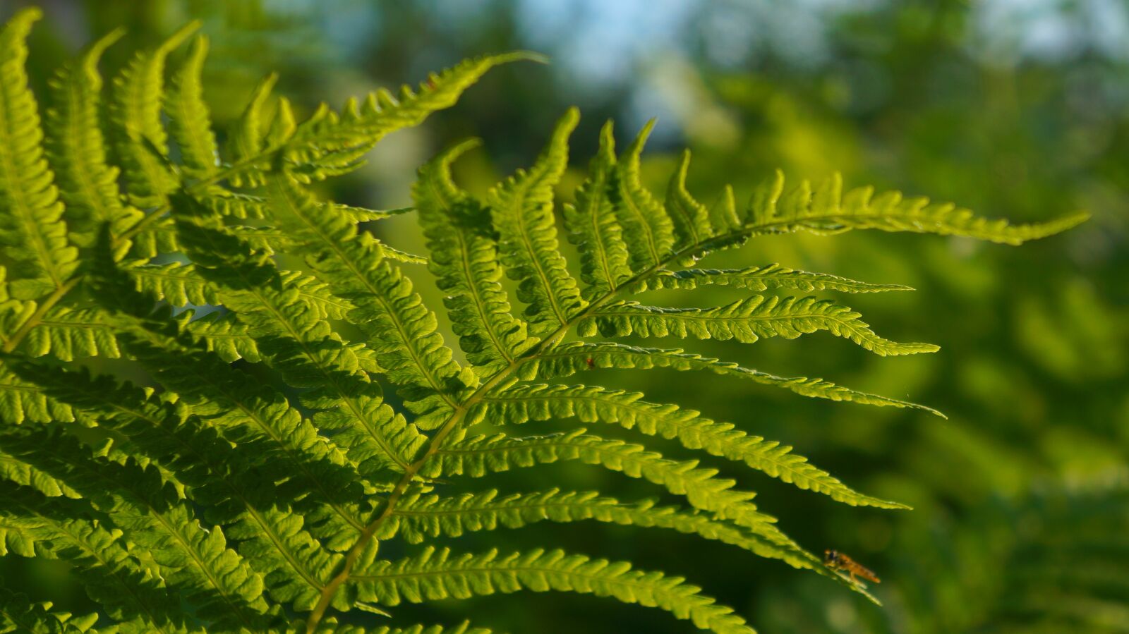 Sony Alpha a3000 + Sony E 18-55mm F3.5-5.6 OSS sample photo. Nature, plants, green photography