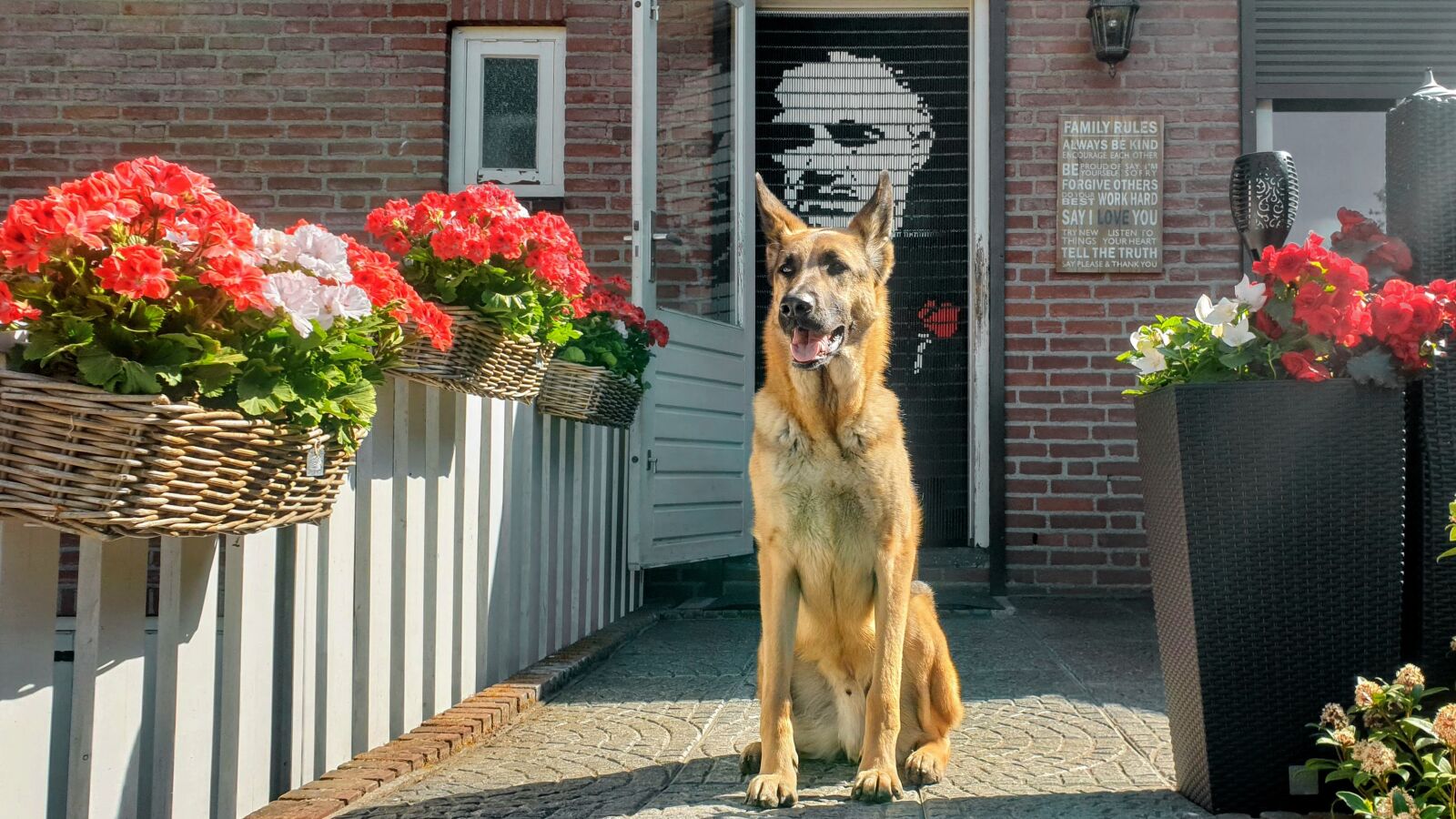 Samsung SM-G965F sample photo. Dog, shepperd, portrait photography