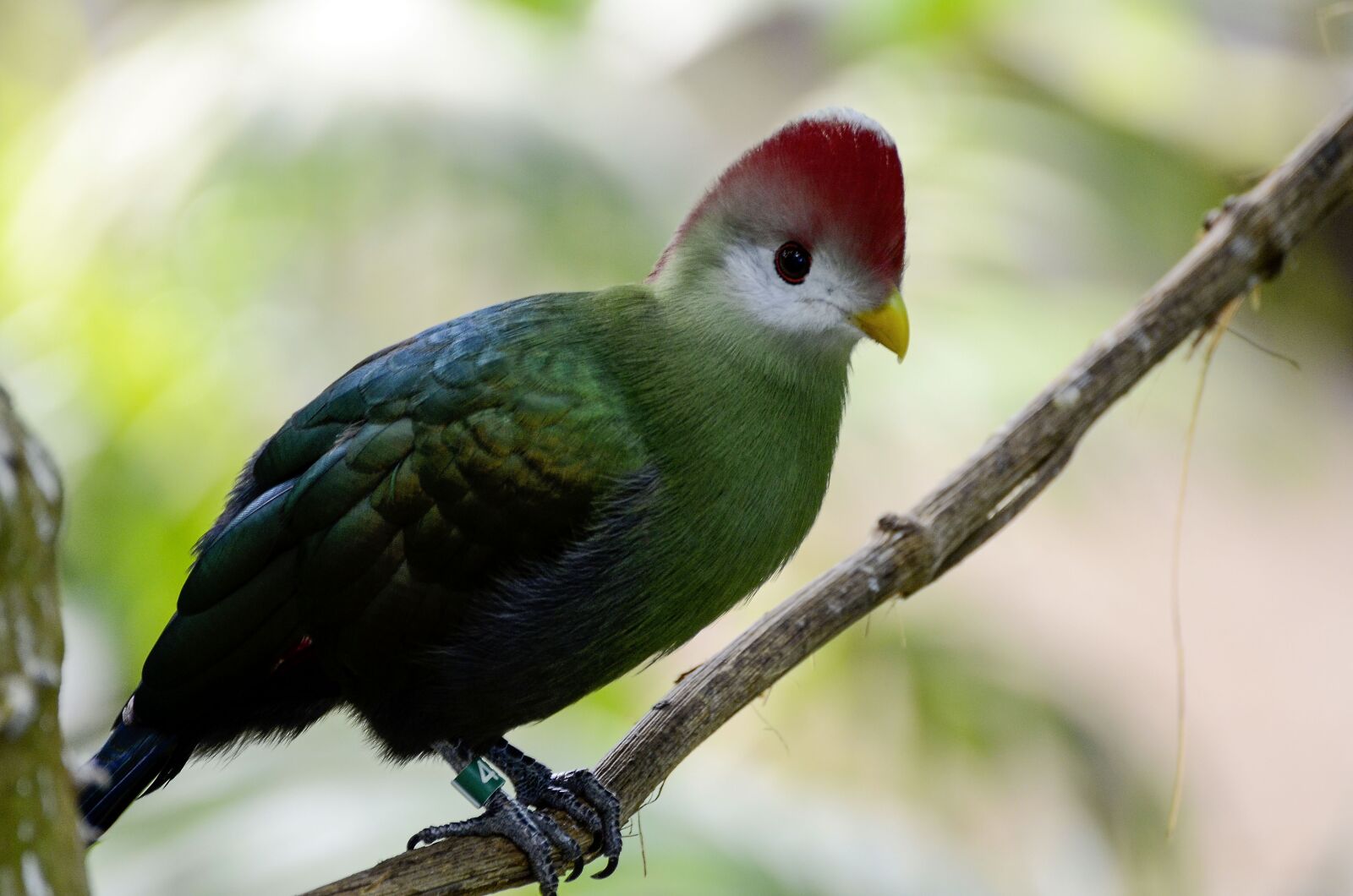 Nikon D7000 sample photo. Tauraco erythrolophus, rotschopfturako, bird photography