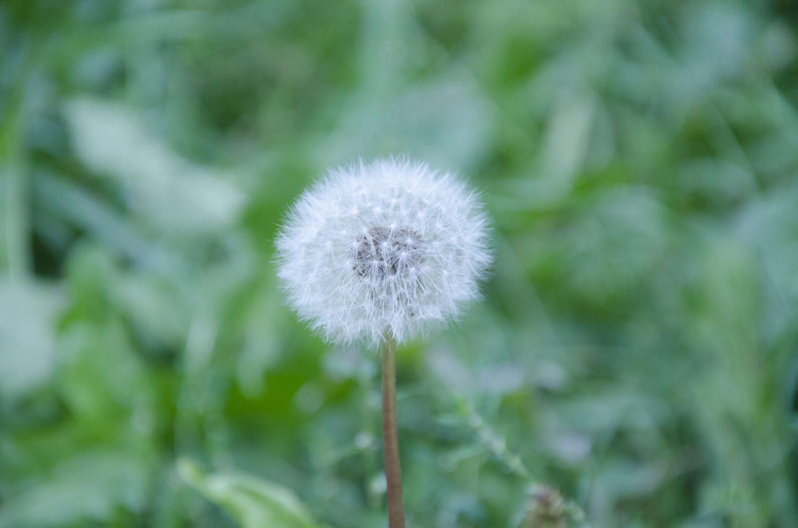Nikon D7000 sample photo. Dandelion, flower, summer photography