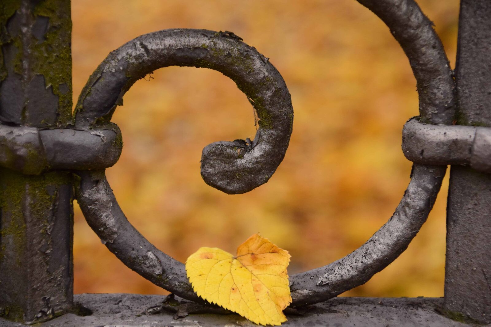 Nikon D3300 sample photo. Rust, iron, metal, old photography