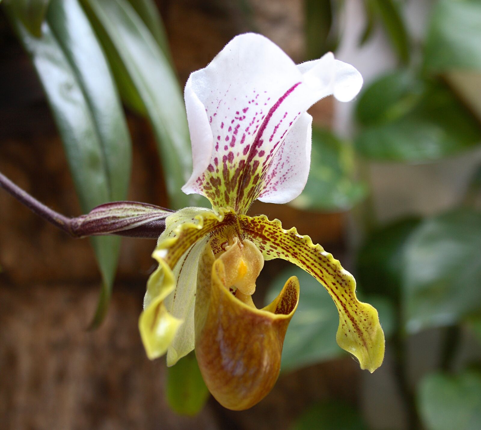 Canon EOS 30D sample photo. Spring, orquidea, flower photography