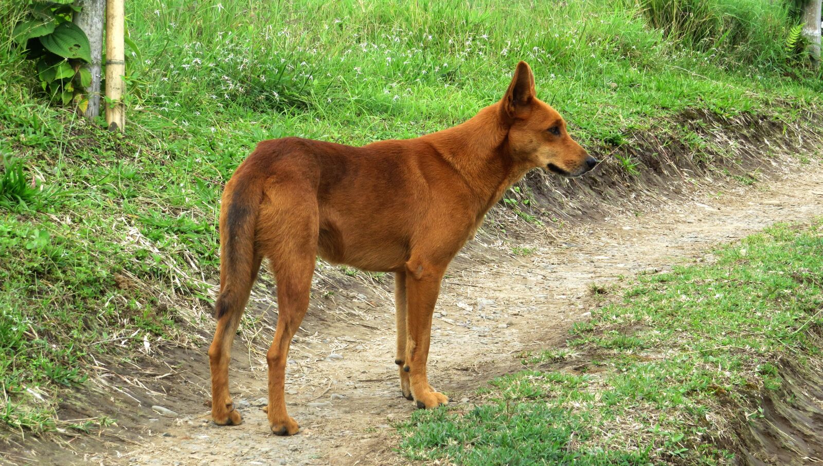Canon PowerShot SX50 HS sample photo. Animal, dog farmer, domestic photography