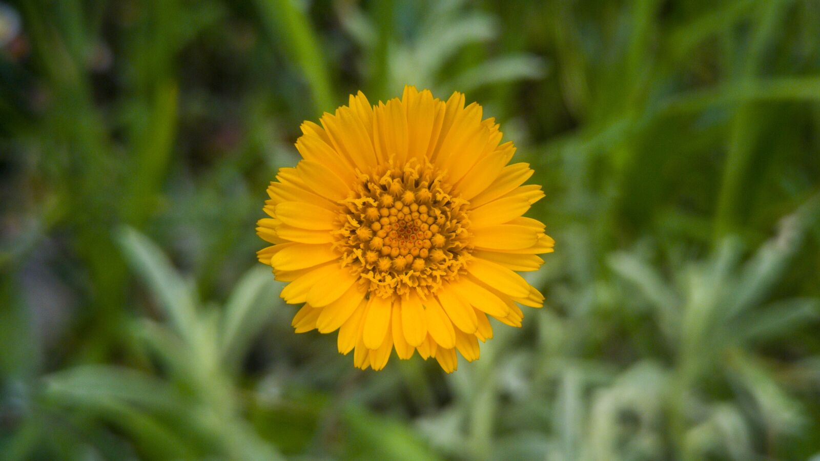 LG G4 sample photo. Nature, plant, flower photography