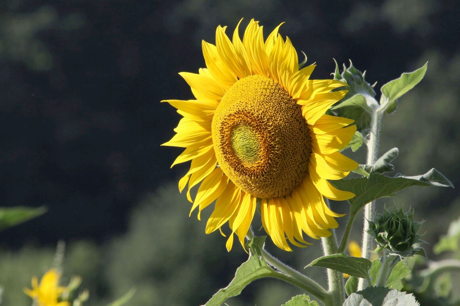Canon EOS 60D + Canon EF-S 55-250mm F4-5.6 IS STM sample photo. Sunflower, bright, close up photography