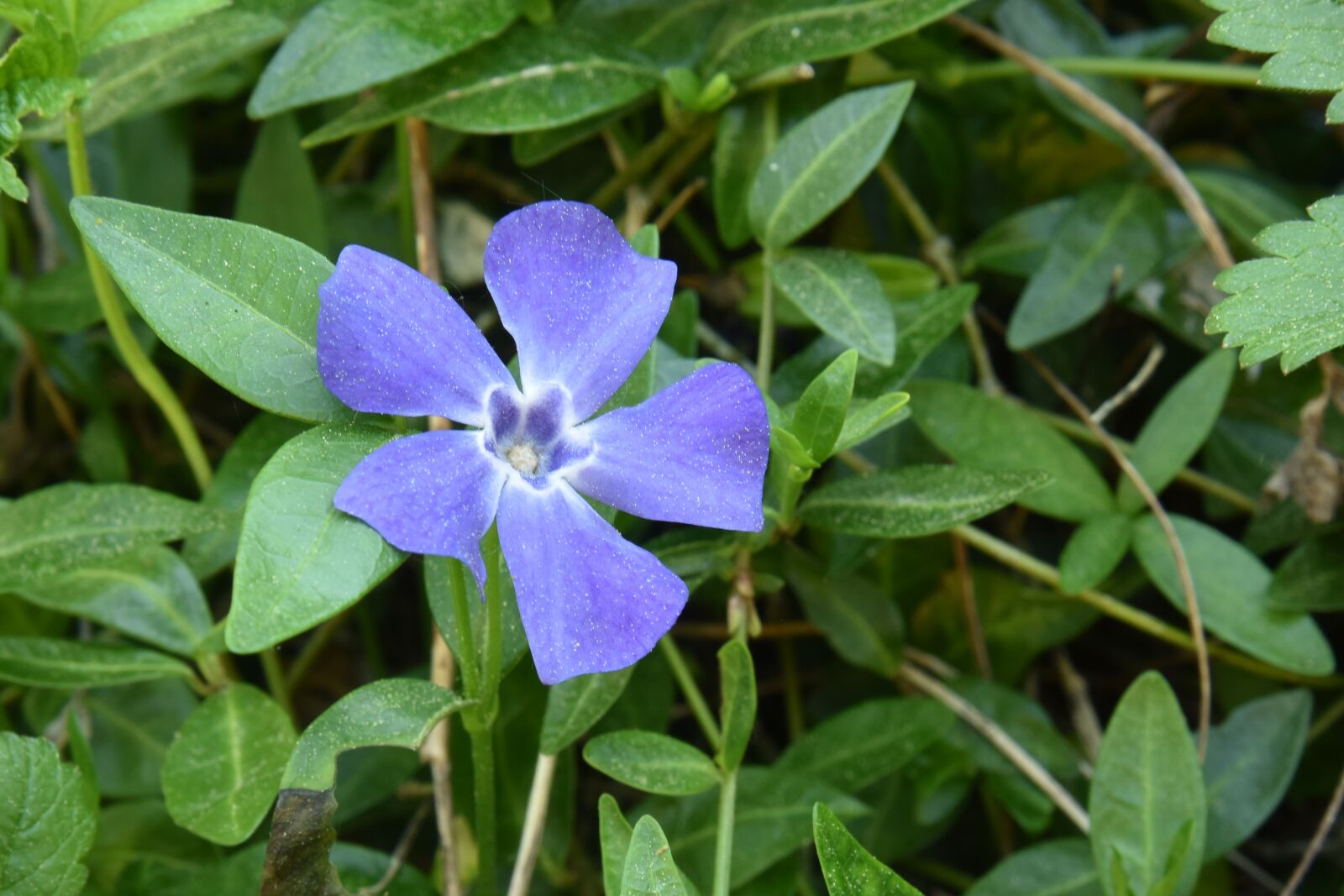 Nikon D810 sample photo. Grautiges always green, flower photography