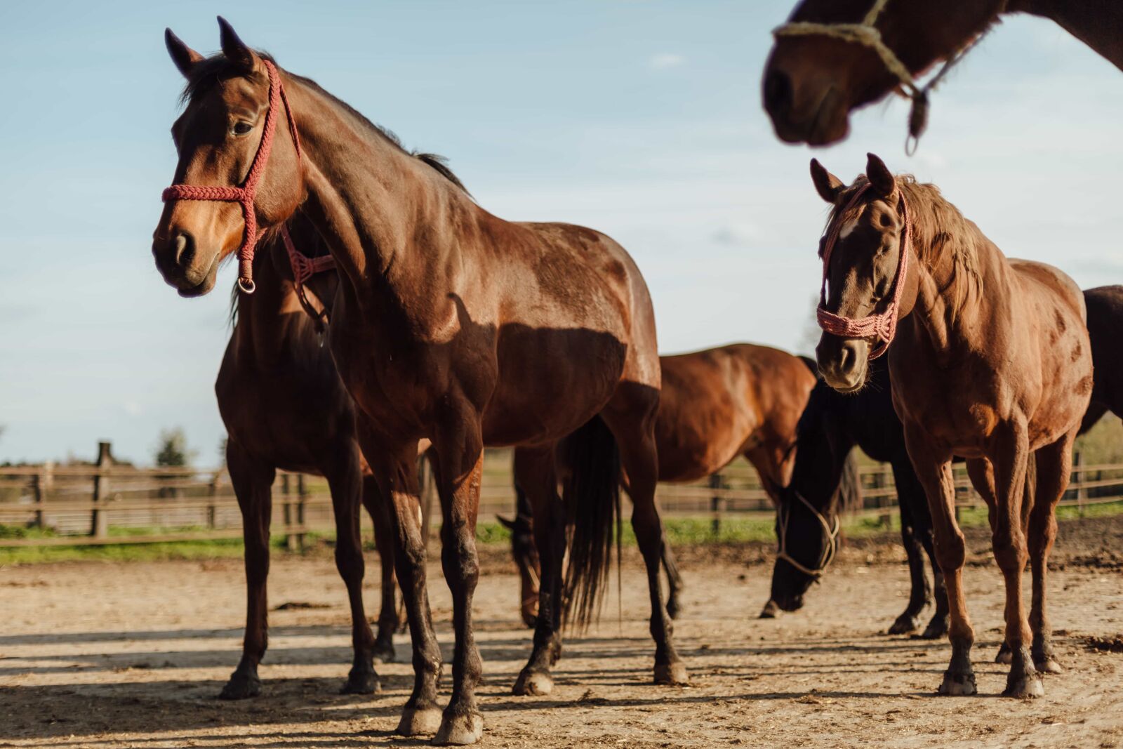 Canon EOS 5D Mark III sample photo. Farmland, livestock, ranch, horses photography