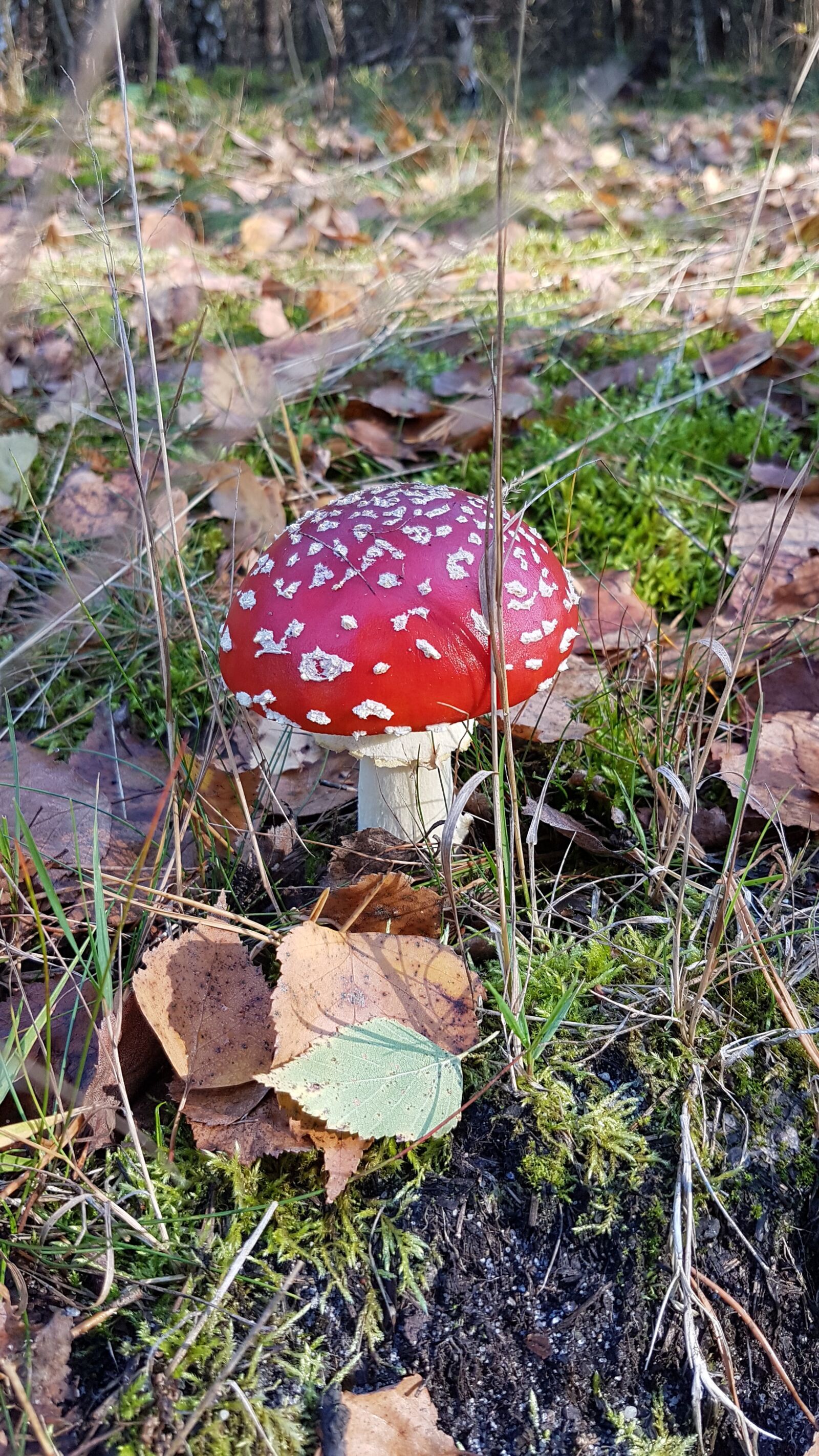 Samsung Galaxy S7 sample photo. Mushrooms, forest, mushroom photography