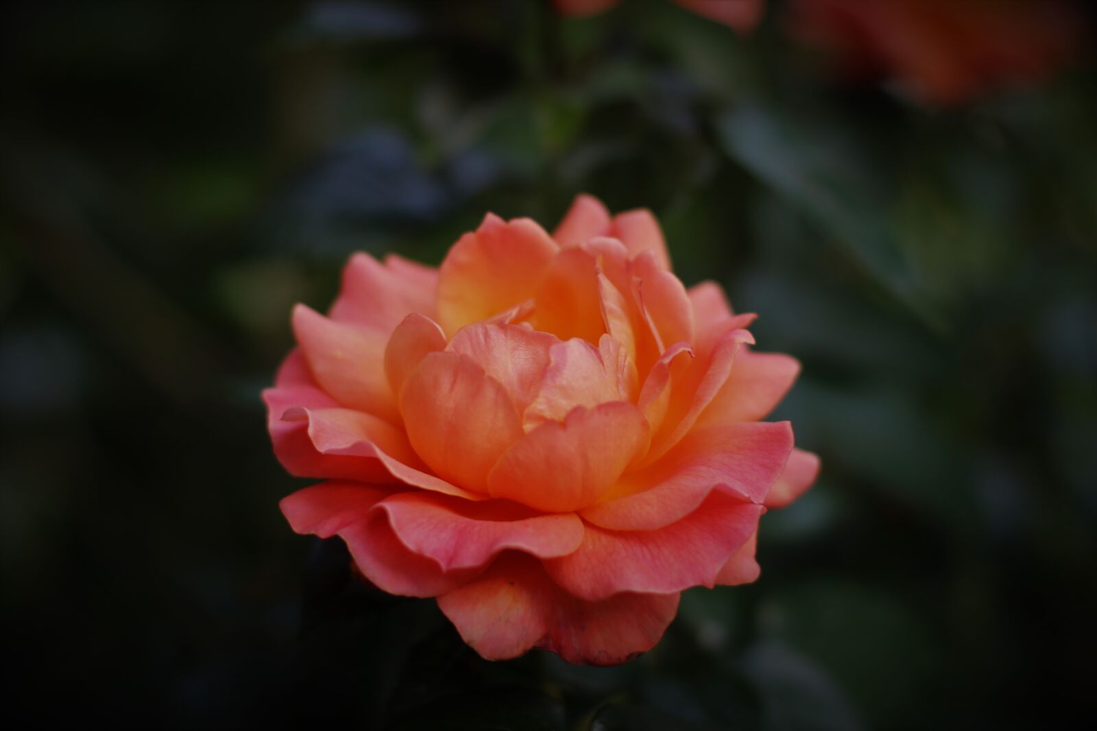 Canon EOS 750D (EOS Rebel T6i / EOS Kiss X8i) + Canon EF 50mm F1.4 USM sample photo. Rose, garden, flower photography