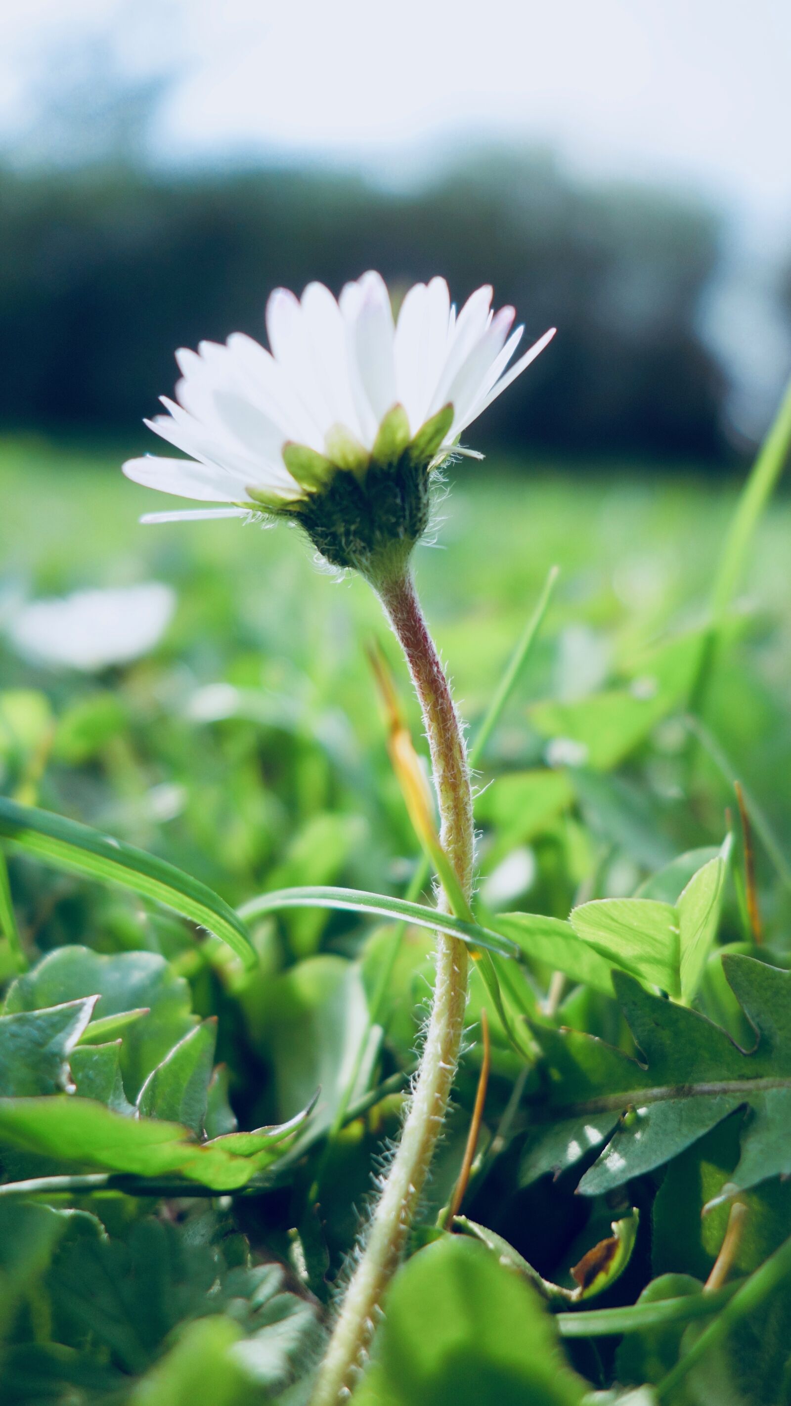 Sony Cyber-shot DSC-RX100 sample photo. Nature, plant, flower photography