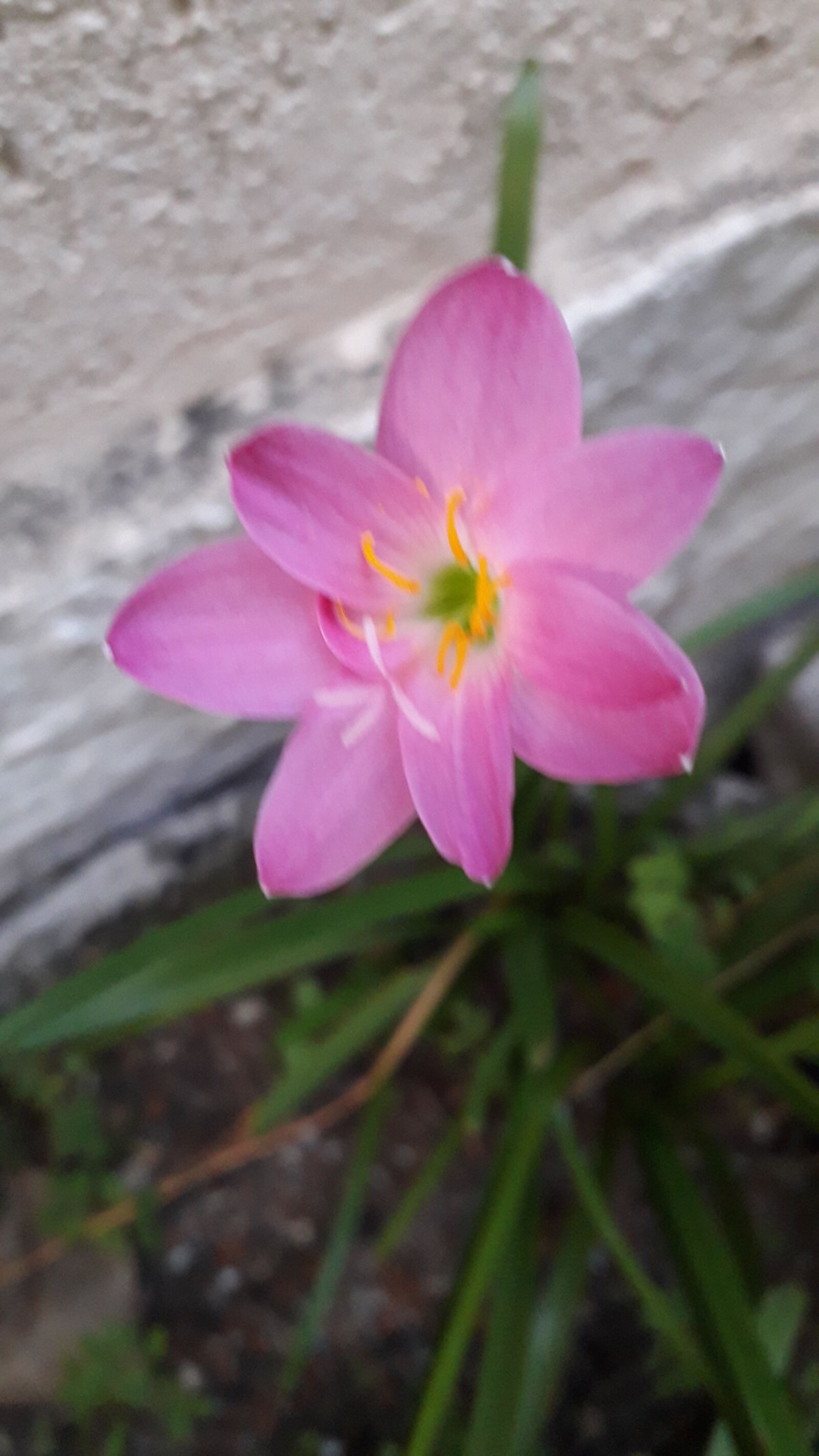 Samsung Galaxy J4 sample photo. Flor, jardim, natureza photography