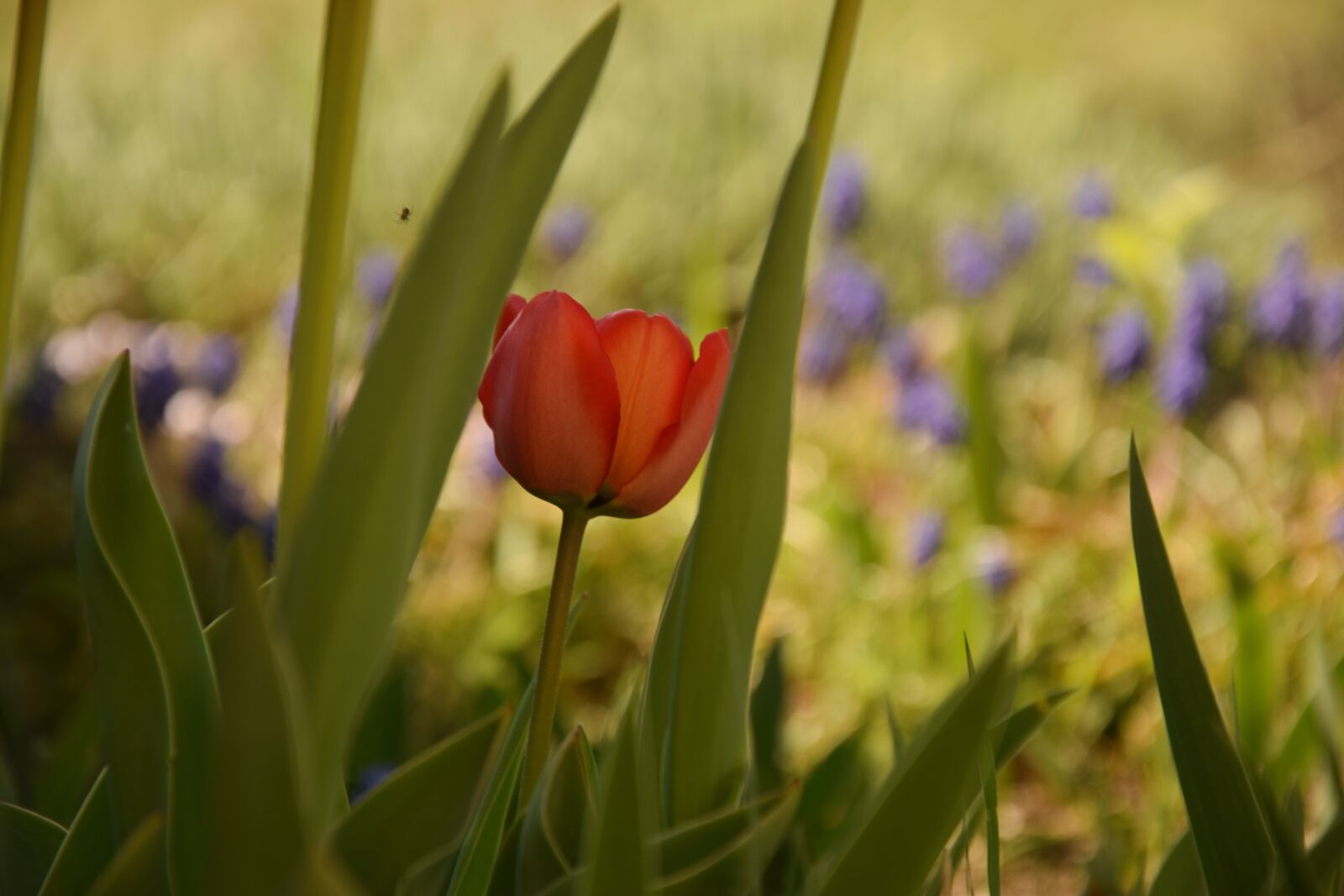 Nikon D5300 sample photo. Tulip, red, green photography