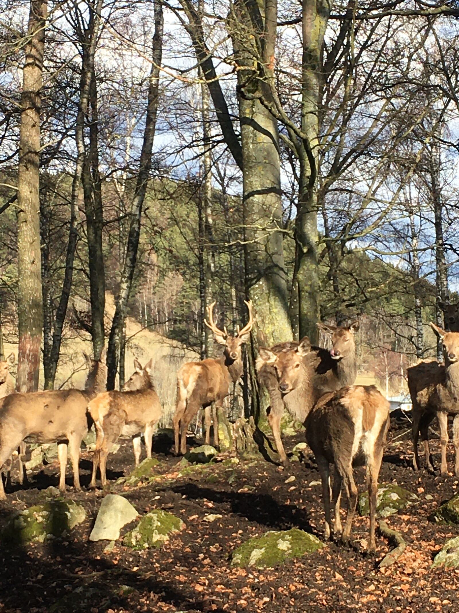 iPhone SE back camera 4.15mm f/2.2 sample photo. Tree, nature, deer photography