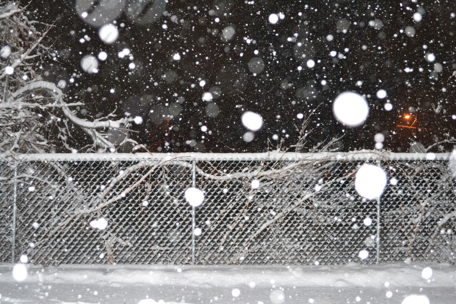 Nikon D3100 sample photo
