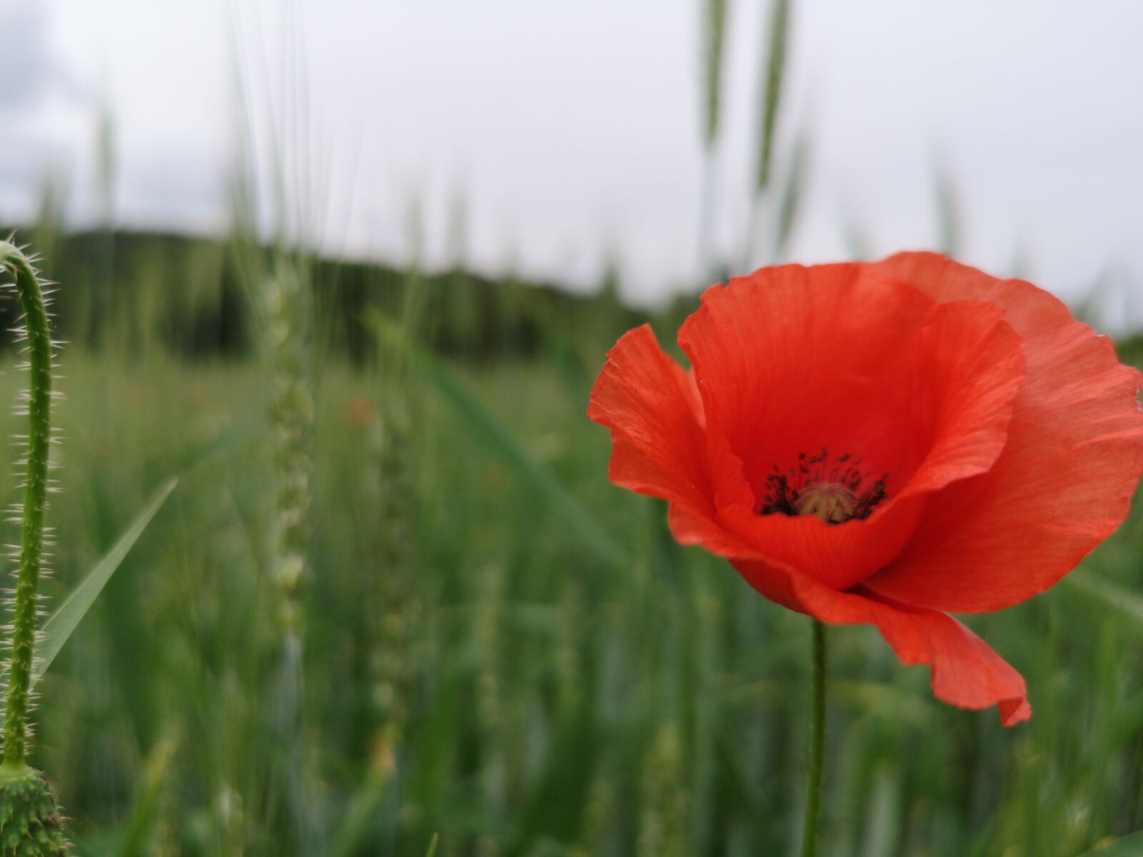 HUAWEI CLT-L29 sample photo. Poppy, field, summer photography