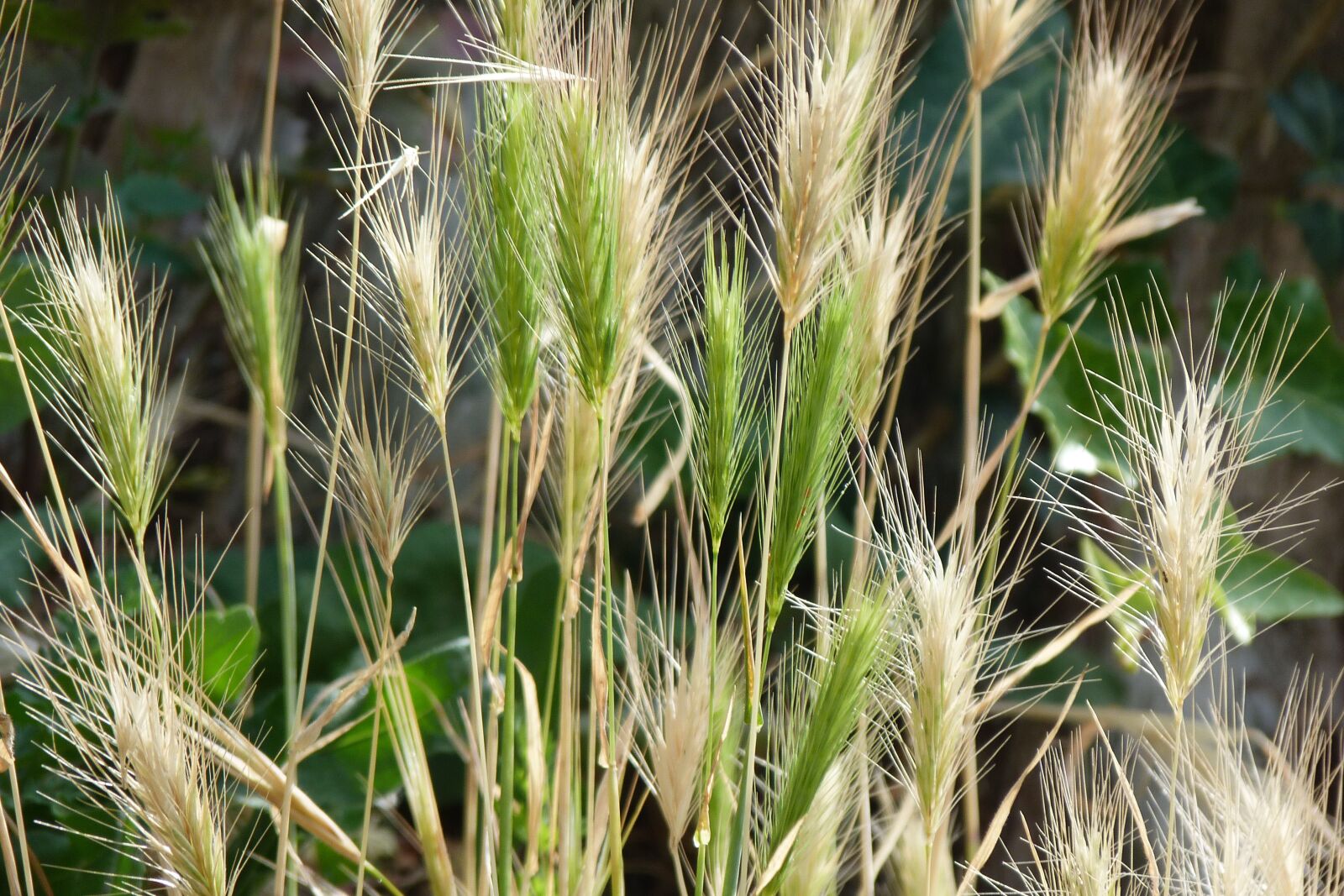 Panasonic Lumix DMC-FZ40 (Lumix DMC-FZ45) sample photo. Grass, seed, head photography