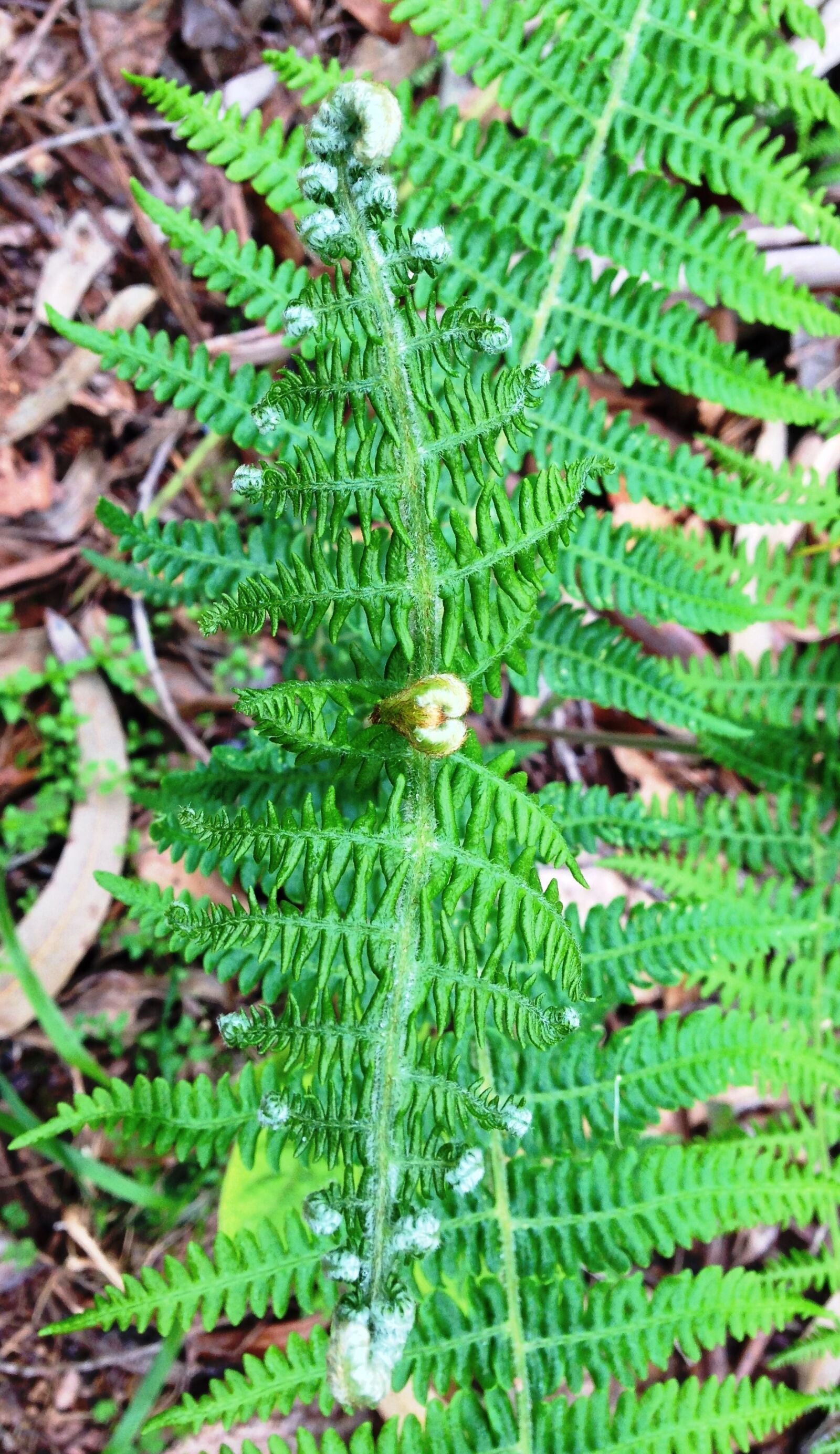 Apple iPhone 5 sample photo. Fern, leaf, plant photography