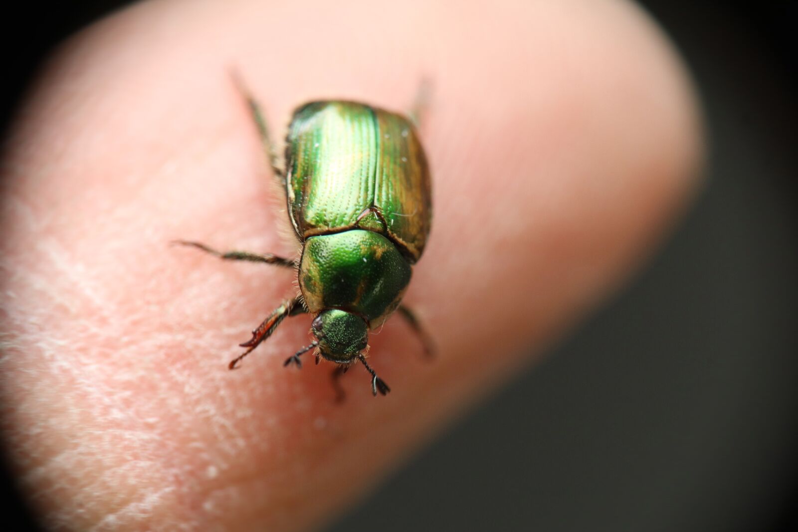 Canon EOS M50 (EOS Kiss M) sample photo. Beetle, cotinis mutabilis, insects photography