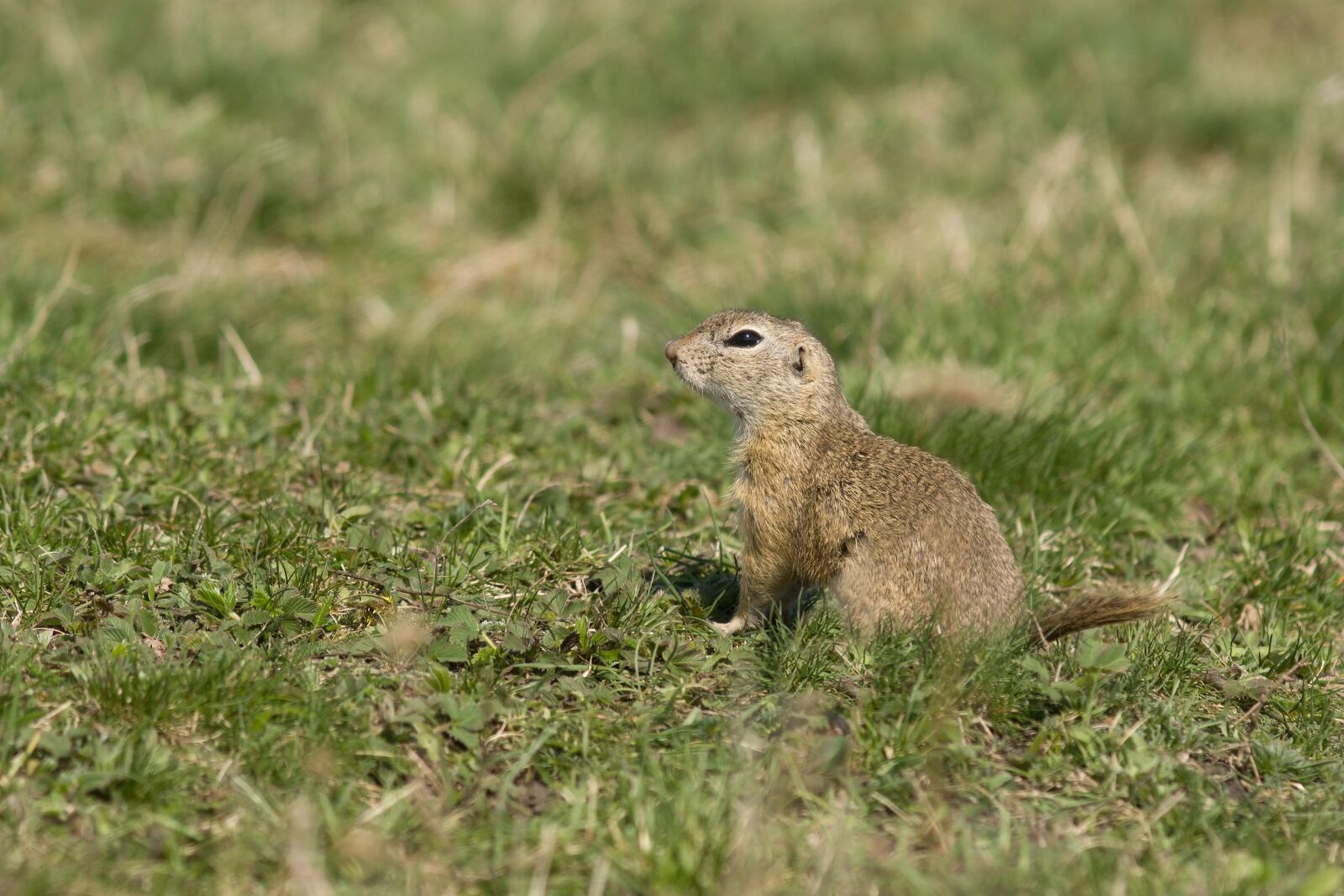 Sony ILCA-77M2 + Minolta AF 200mm F2.8 HS-APO G sample photo. Gopher, mammal, animal photography