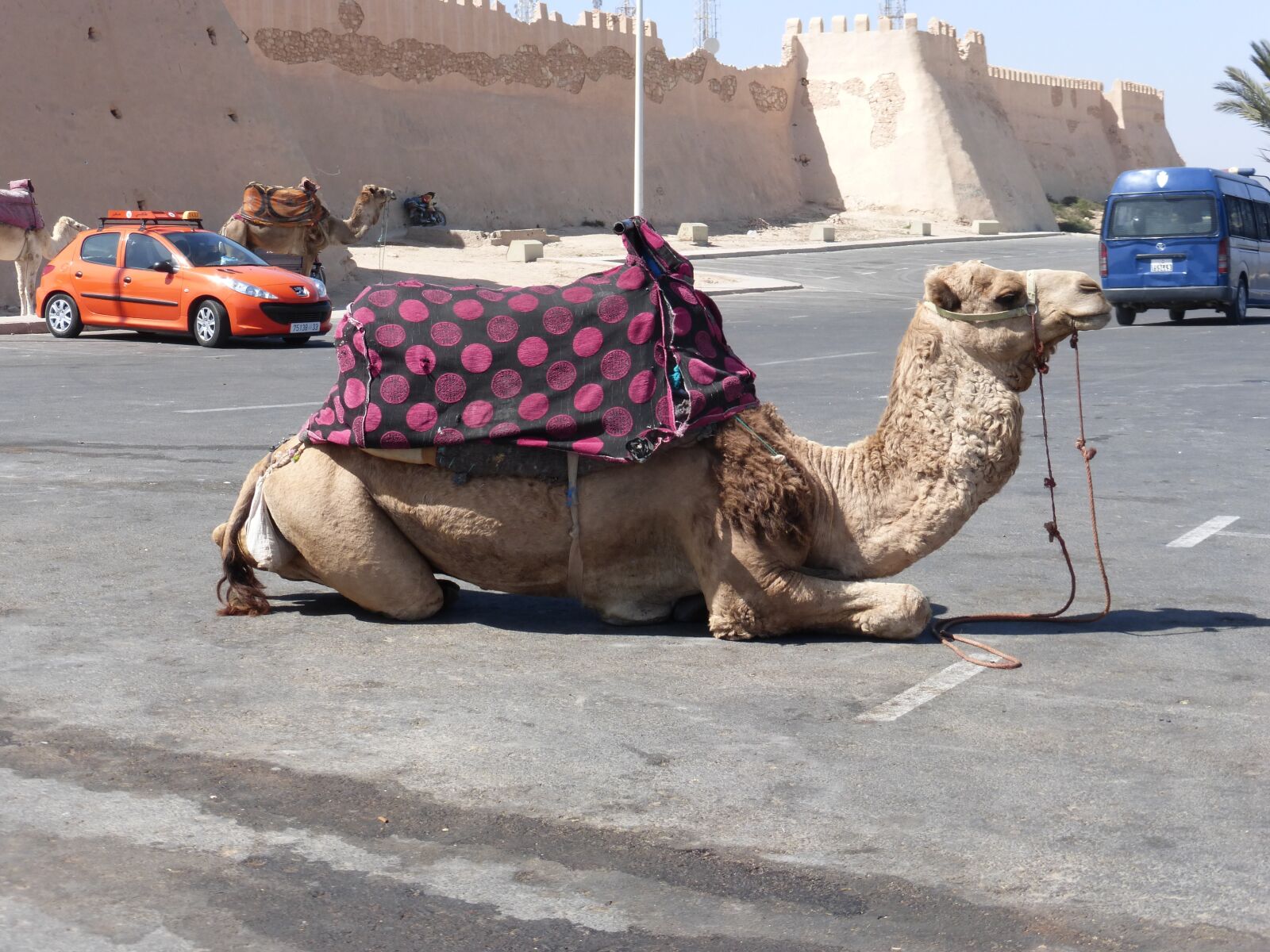 Panasonic DMC-ZS25 sample photo. "Camel, rest, morocco" photography