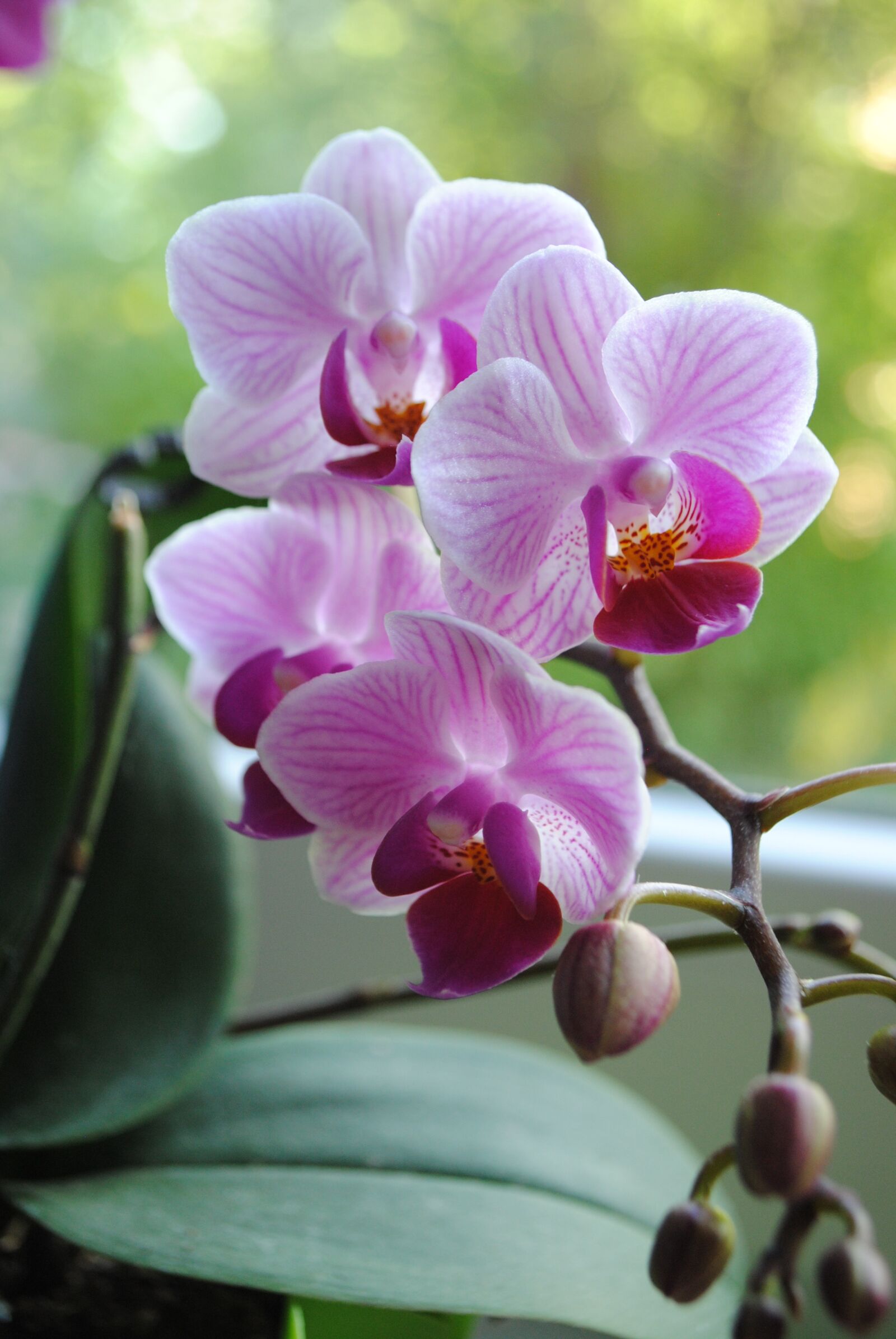 Nikon D3000 sample photo. Flower, tropical, plant photography