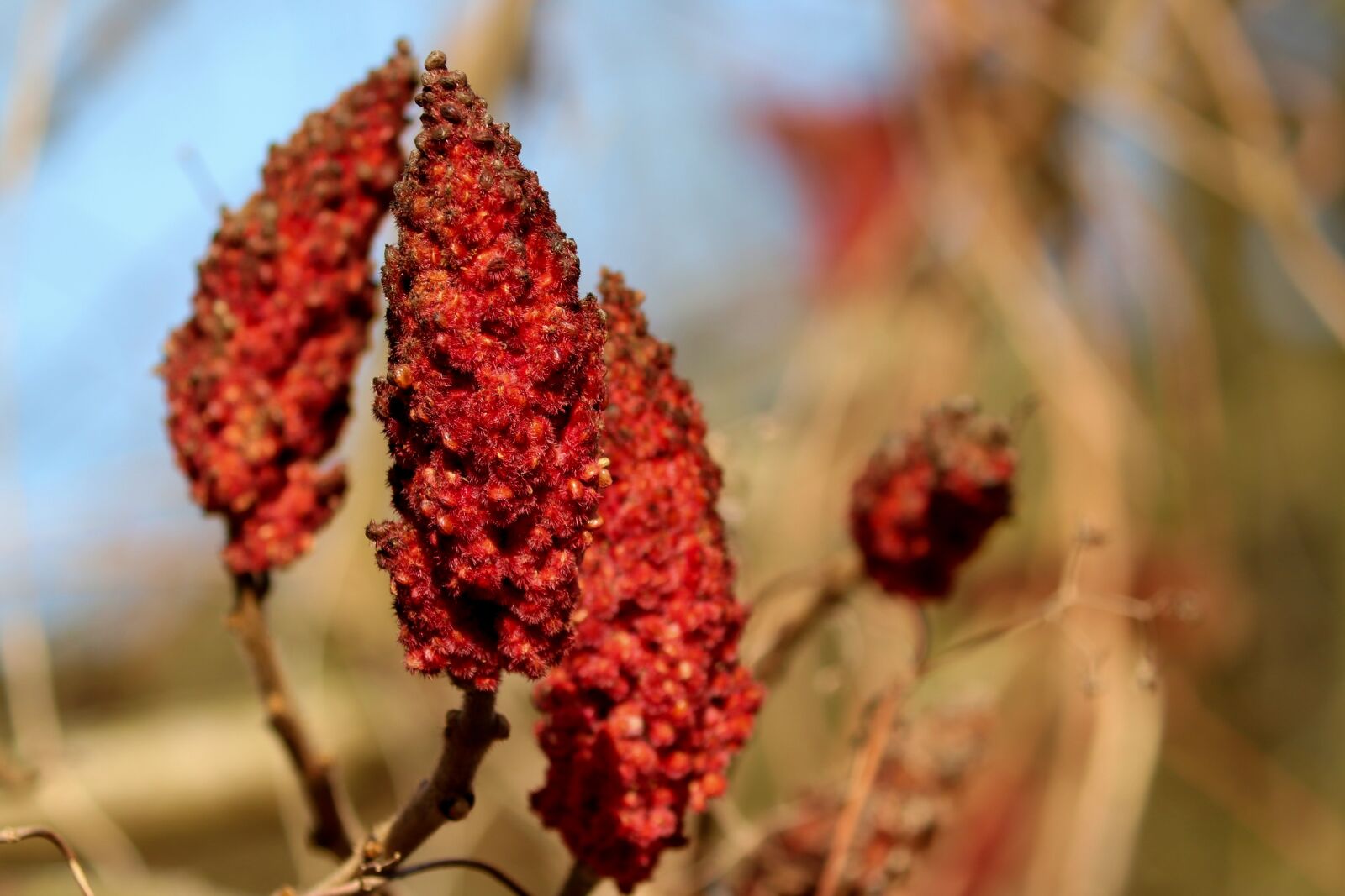 Canon EOS 200D (EOS Rebel SL2 / EOS Kiss X9) sample photo. Sumac, rhus, spice photography
