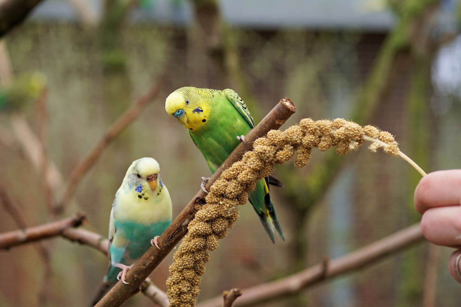 Sony a6000 + E 60mm F2.8 sample photo. Budgie, bird, parakeet photography