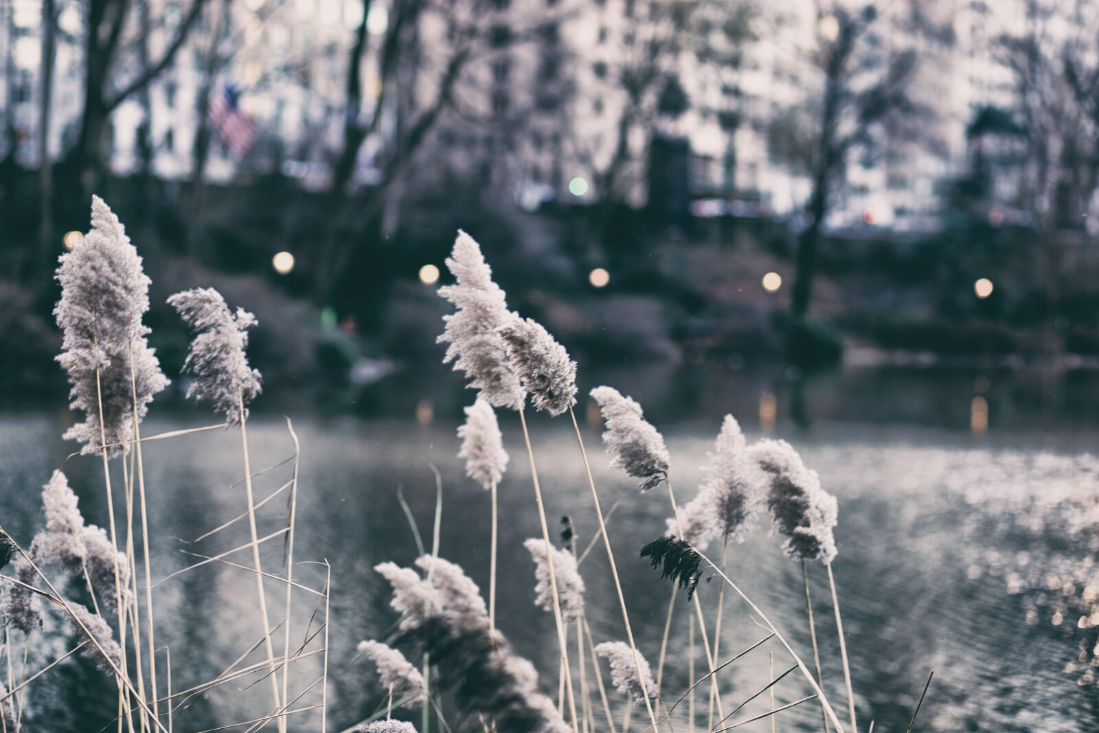 Canon EF 85mm F1.8 USM sample photo. Grass, lake, new, york photography
