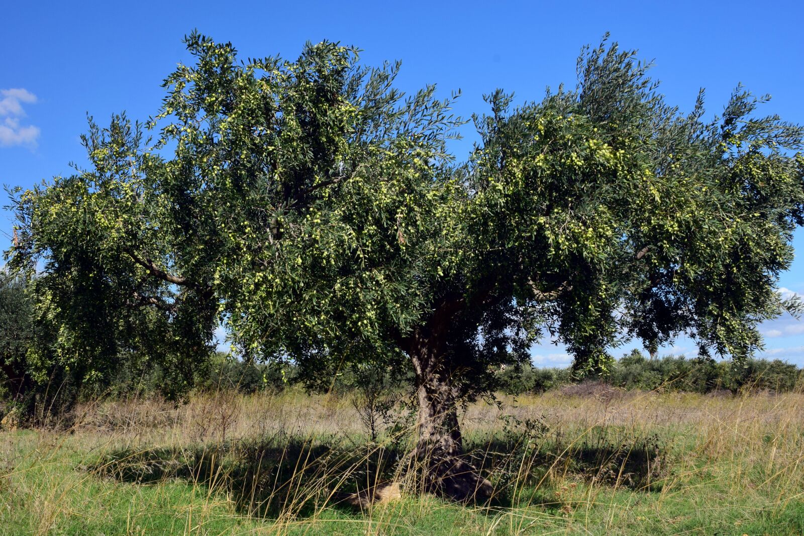 Nikon D3300 sample photo. Olive tree, olivier, tree photography