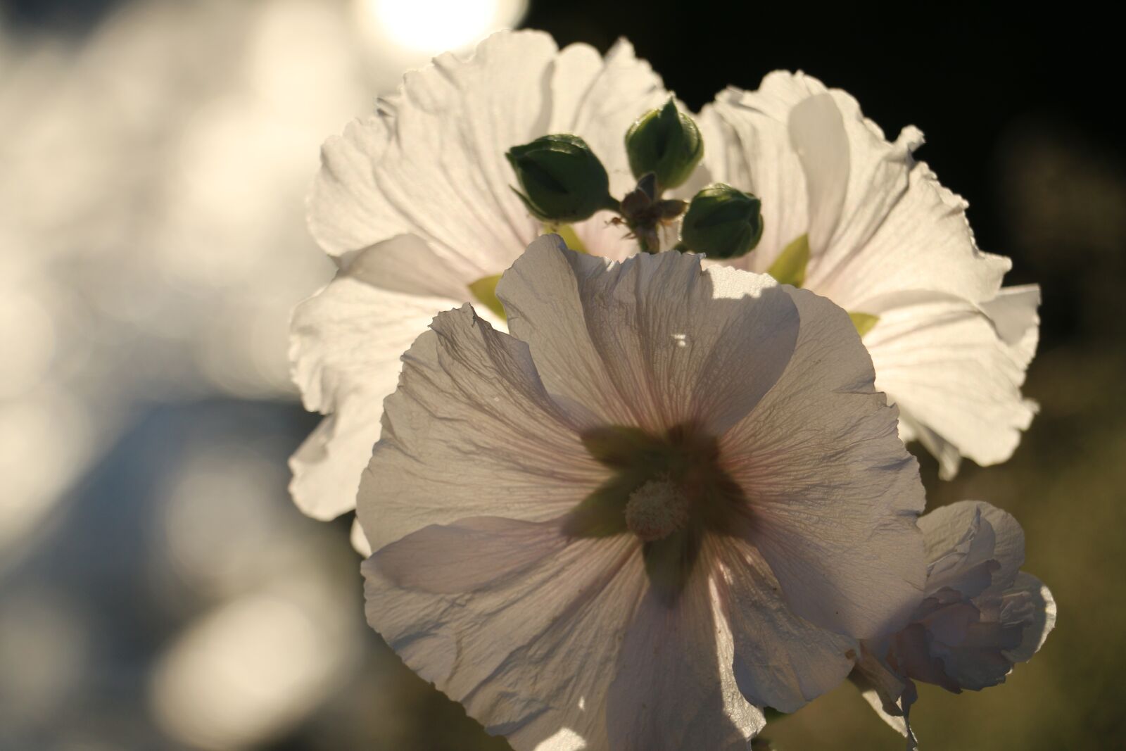Canon EOS 70D sample photo. Flower, spring white, nature photography