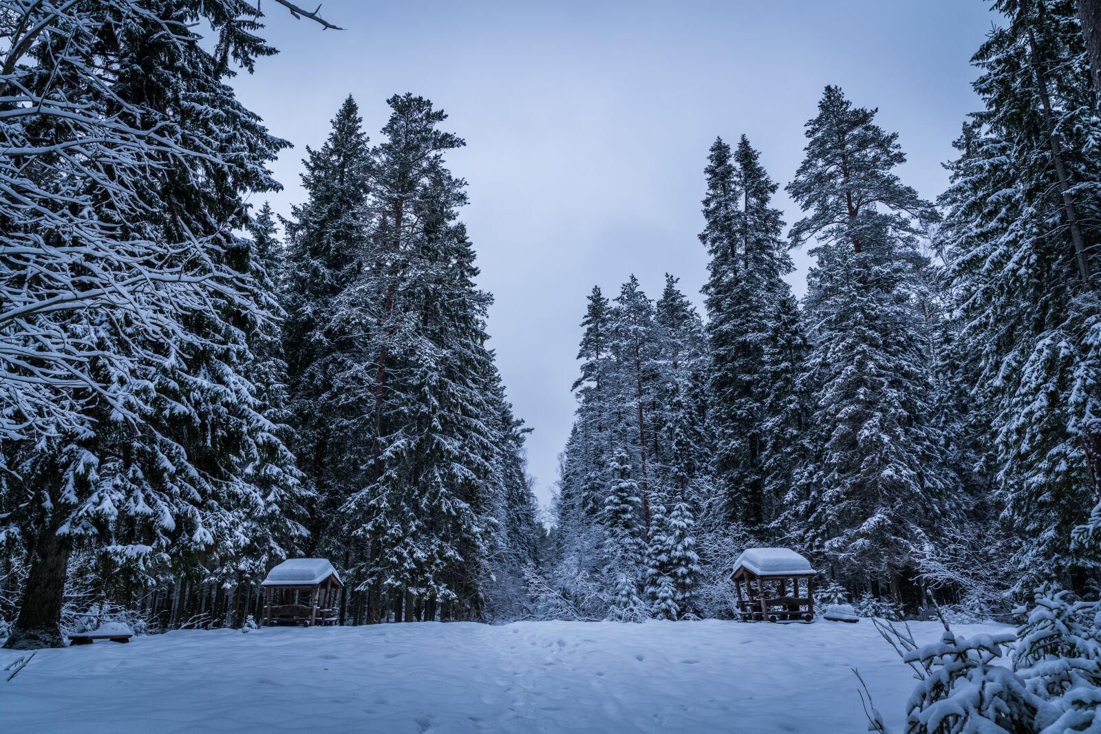Sony a7R II sample photo. Snow, winter, trees photography