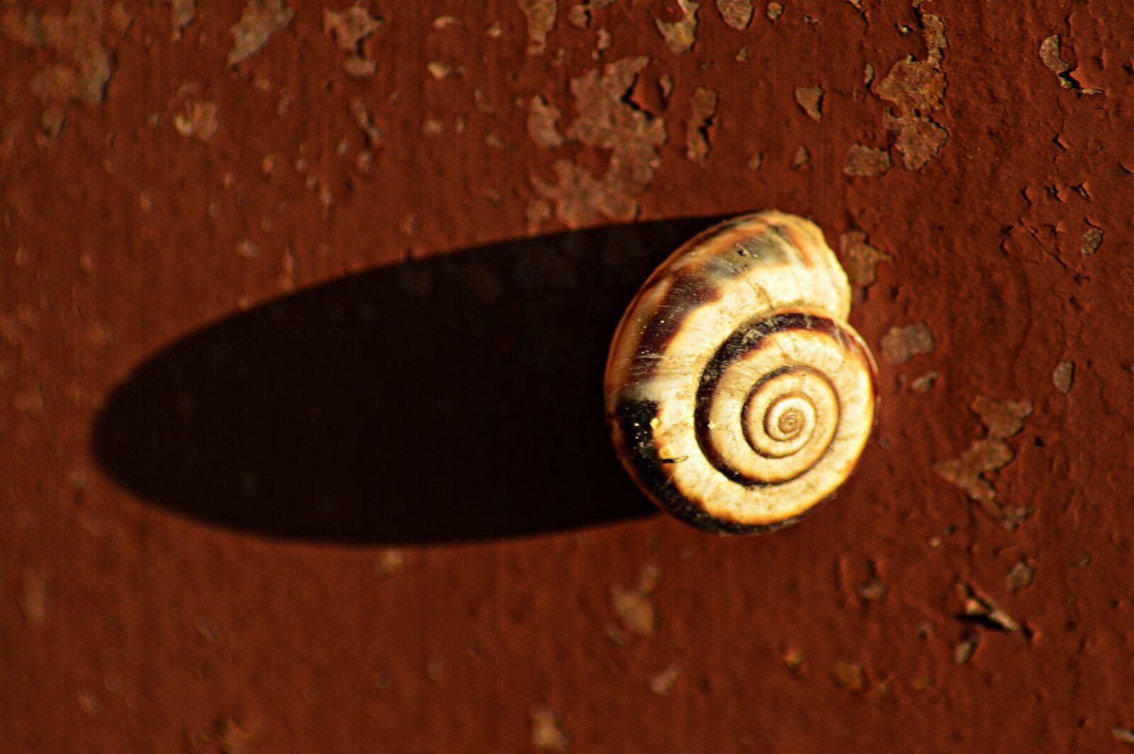Nikon D3200 sample photo. Snail, snail shell, nature photography