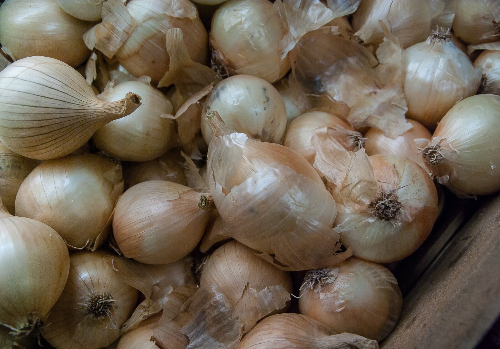 Pentax K10D sample photo. Vegetables, onions, harvest photography