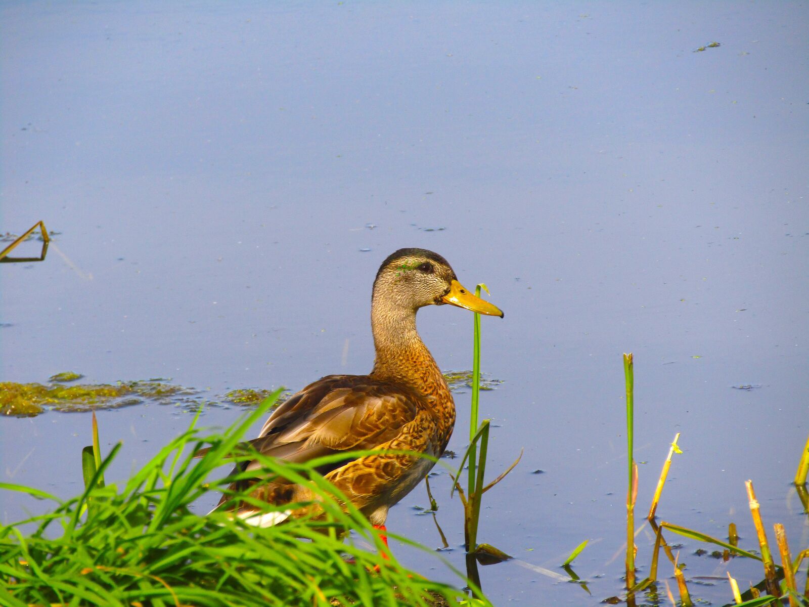 Canon PowerShot SX420 IS sample photo. Duck, wieliszewskie lake, nature photography