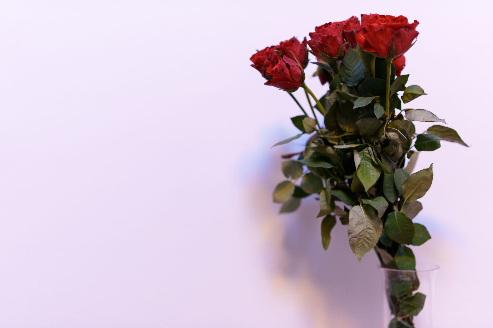 Sigma 50mm F1.4 DG DN Art sample photo. Roses for the hero photography