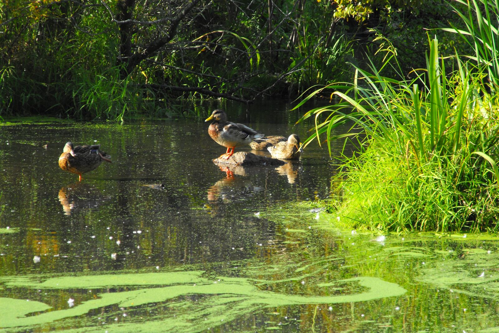 Fujifilm FinePix S1000fd sample photo. Duck, nature, lake photography