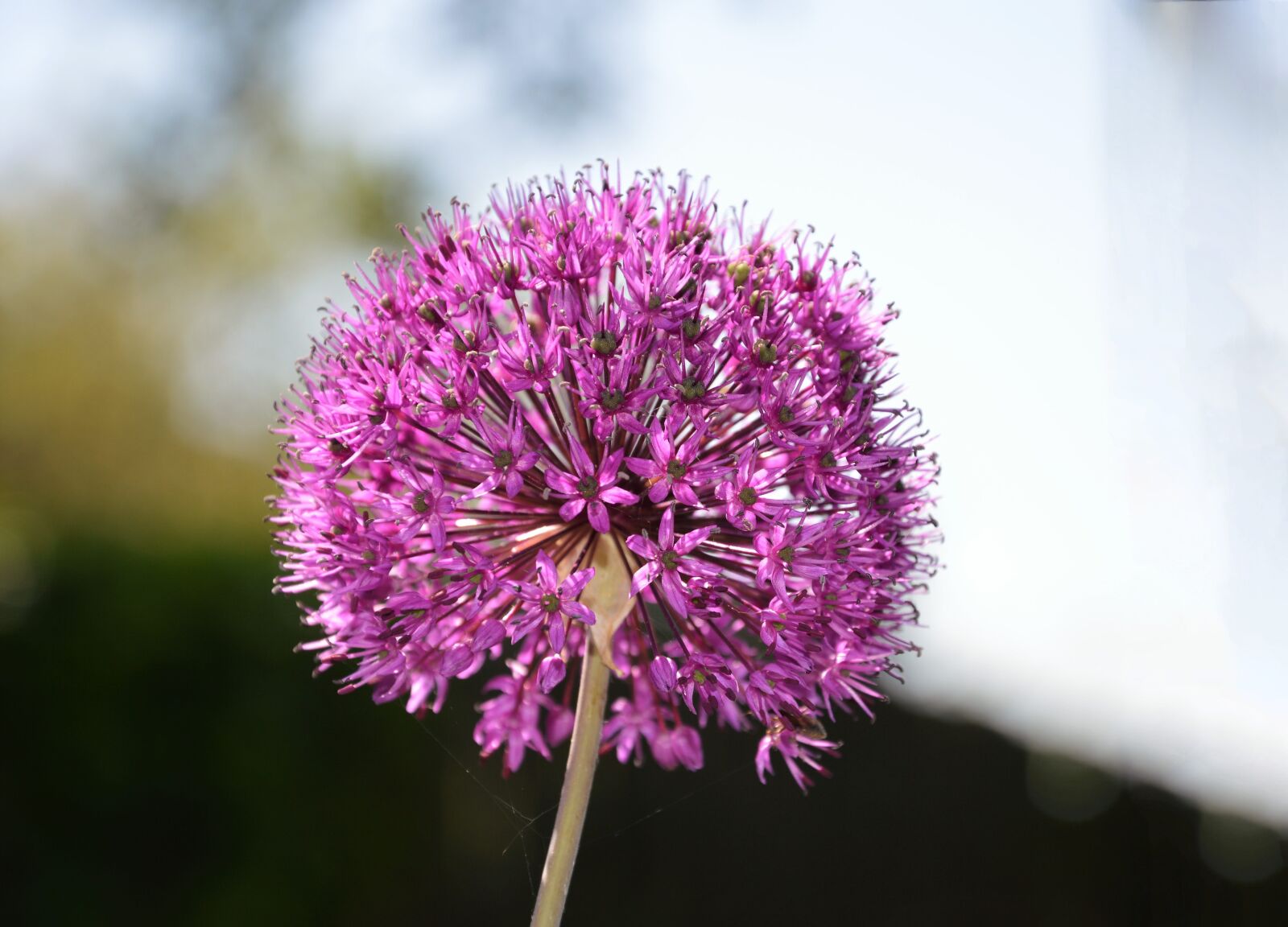 Nikon D3200 sample photo. Purple flower, flower photography