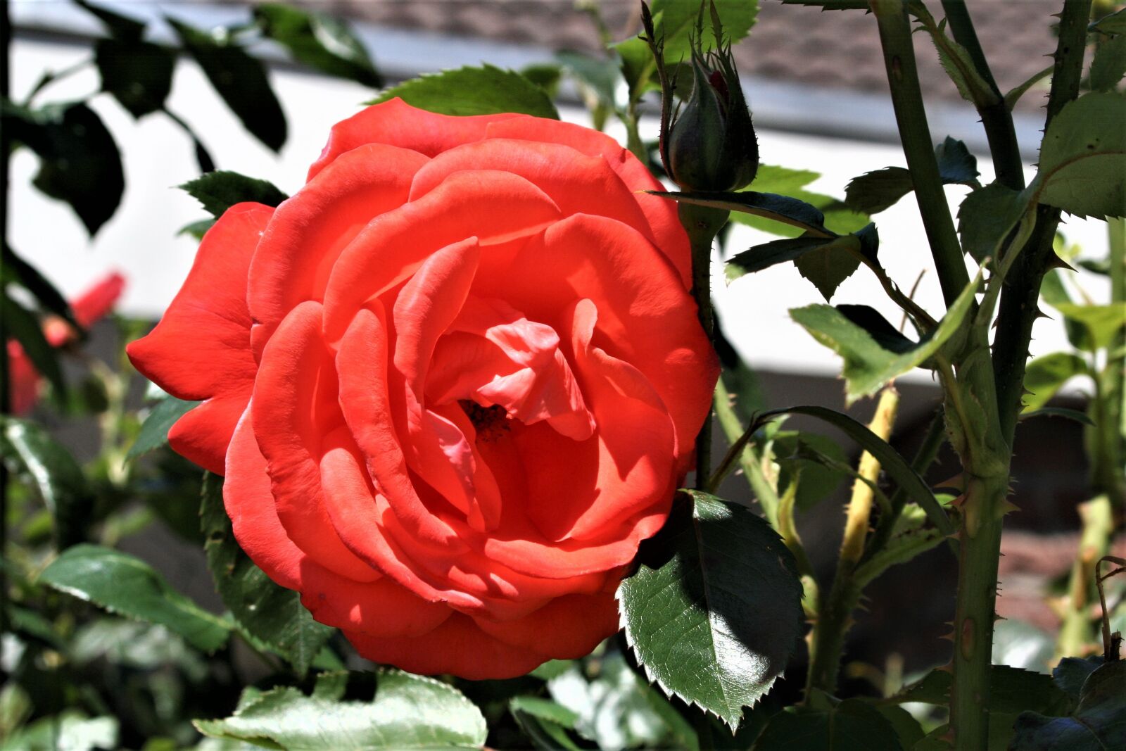 Canon EOS 350D (EOS Digital Rebel XT / EOS Kiss Digital N) sample photo. Rose, red, flower photography