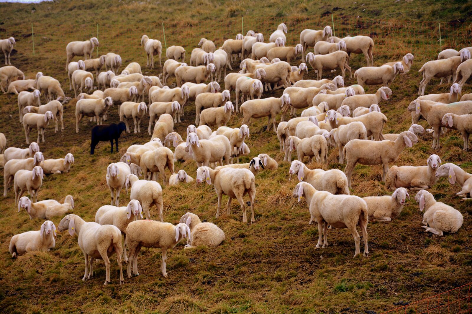 Nikon D7100 sample photo. Flock, sheep, prato photography