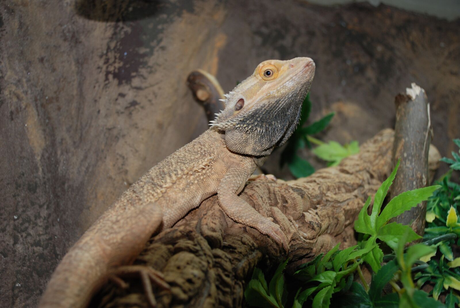 Nikon D80 sample photo. Lizard, reptile, zoo photography
