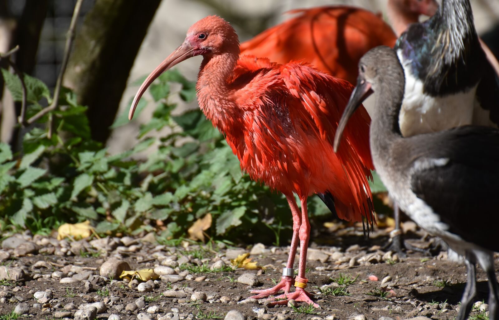 Nikon D7200 sample photo. Ibis, eudocimus ruber, scarlet photography