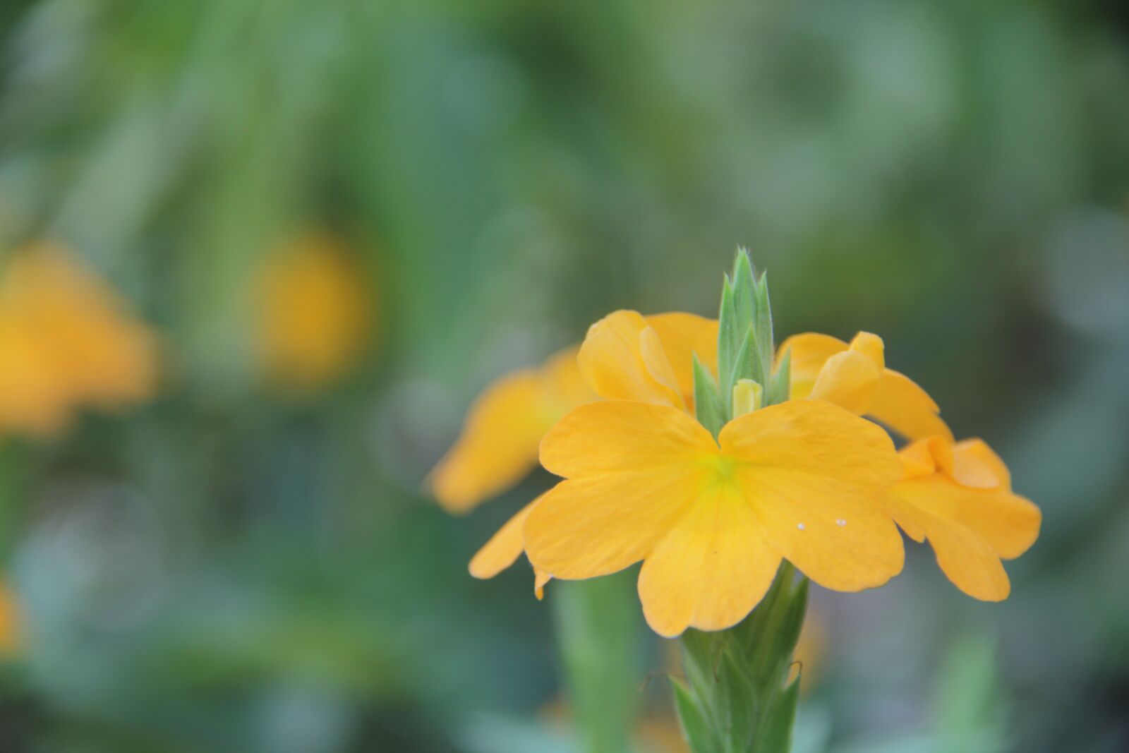 Canon EF-S 18-135mm F3.5-5.6 IS sample photo. Flower, yellow, nature photography